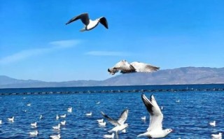 洱海在哪里_洱海有什么好玩的