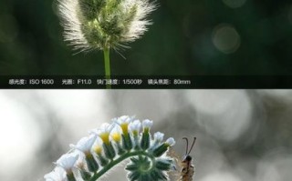 80mm镜头适合拍什么_80mm镜头虚化效果好吗