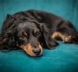 孕妇梦见黑狗是什么意思_孕妇梦见黑狗是生男生女