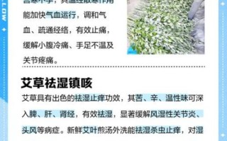 孕妇能用艾草吗_艾草对孕妇的影响