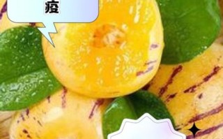 人参果孕妇可以吃吗_孕妇吃人参果的注意事项