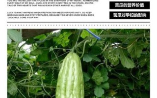 孕妇苦瓜可以吃吗_孕妇吃苦瓜对胎儿好吗