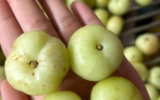 孕妇能吃油柑吗_油柑对胎儿有影响吗