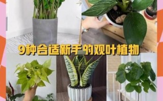 植物怎么养才能不黄叶_适合新手养的植物有哪些