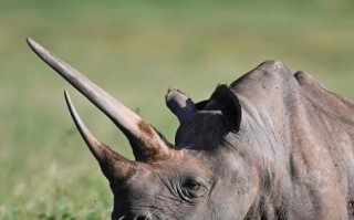 犀牛是哺乳动物吗_犀牛为什么濒危