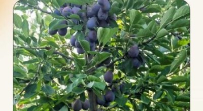 孕妇可以吃西梅吗_西梅对胎儿的影响