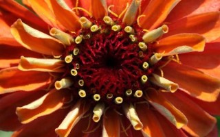 佳能红色镜头怎么样_佳能红圈镜头推荐