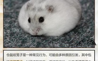 仓鼠为什么咬笼子_仓鼠咬笼子怎么办