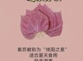 孕妇可以喝紫苏水吗_紫苏水对胎儿有影响吗