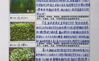 四年级上册第三单元作文怎么写_观察植物日记怎么写