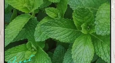 孕妇可以吃薄荷糖吗_怀孕吃薄荷糖对胎儿有影响吗