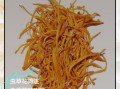 孕妇可以吃虫草花吗_孕期吃虫草花注意事项