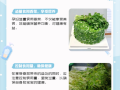 孕妇可以吃香菜吗_怀孕吃香菜安全吗