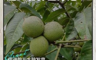 鲜核桃孕妇可以吃吗_鲜核桃对胎儿好吗