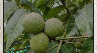 鲜核桃孕妇可以吃吗_鲜核桃对胎儿好吗