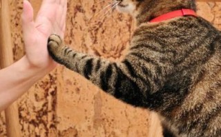 猫咪为什么掏镜头_如何阻止猫抓相机