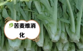 孕妇吃苦麦菜怎么办_对胎儿有影响吗