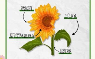 向日葵为什么总是向着太阳_向日葵的花语是什么