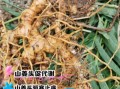 孕妇可以吃山姜头吗_山姜头对孕妇的影响