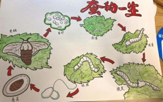 蚕的生命周期_蚕为什么吐丝