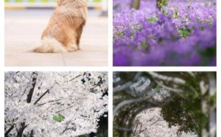 森养镜头官网正品怎么买_森养镜头保修政策详解