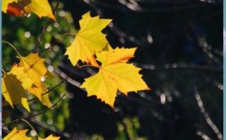 553镜头适合拍什么_553镜头画质怎么样