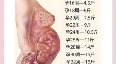 孕妇体重增长标准_孕期体重怎么控制