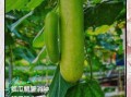 孕妇能吃葫芦瓜吗_葫芦瓜对胎儿有影响吗
