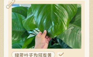 绿萝怎么养才能更旺盛_绿萝叶子发黄怎么办