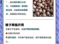 孕妇能吃榛子吗_孕期吃榛子注意事项