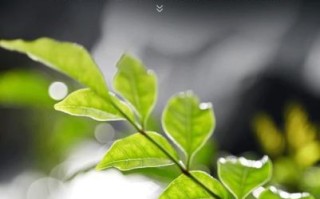 微单微距镜头怎么选_微距镜头推荐2024