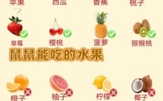 小仓鼠怎么养_小仓鼠吃什么