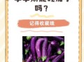 孕妇不能吃茄子吗_孕妇吃茄子的禁忌