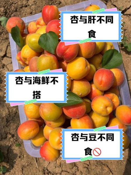 孕妇能吃杏吗_孕妇吃杏的注意事项-第3张图片-星辰妙记 孕妇能吃杏吗_孕妇吃杏的注意事项-第3张图片-星辰妙记