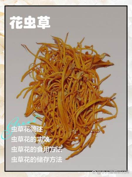 孕妇可以吃虫草花吗_孕期吃虫草花注意事项-第1张图片-星辰妙记 孕妇可以吃虫草花吗_孕期吃虫草花注意事项-第1张图片-星辰妙记