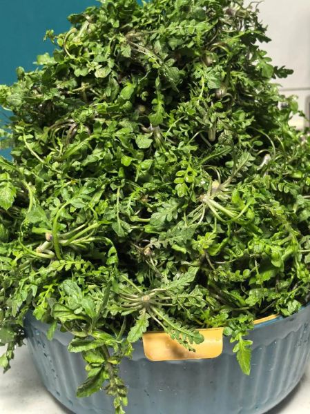 孕妇能吃荠菜饺子吗_荠菜饺子对孕妇安全吗-第2张图片-星辰妙记 孕妇能吃荠菜饺子吗_荠菜饺子对孕妇安全吗-第2张图片-星辰妙记