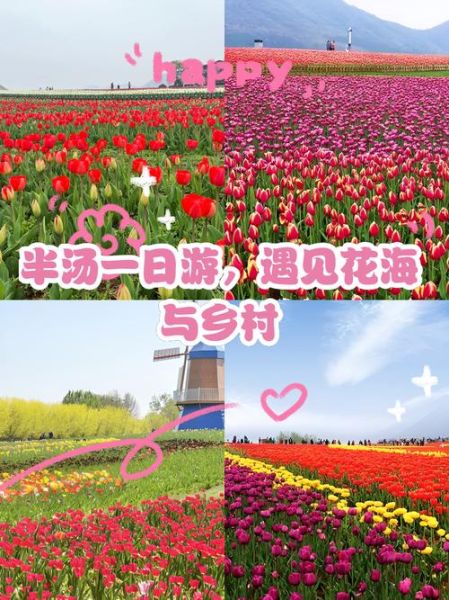 郁金香高地门票多少钱_郁金香高地最佳观赏时间-第1张图片-星辰妙记 郁金香高地门票多少钱_郁金香高地最佳观赏时间-第1张图片-星辰妙记