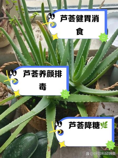 孕妇可以吃芦荟吗_芦荟对孕妇的危害-第1张图片-星辰妙记 孕妇可以吃芦荟吗_芦荟对孕妇的危害-第1张图片-星辰妙记