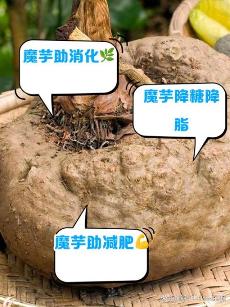 孕妇能吃魔芋吗_孕期吃魔芋的注意事项-第3张图片-星辰妙记 孕妇能吃魔芋吗_孕期吃魔芋的注意事项-第3张图片-星辰妙记