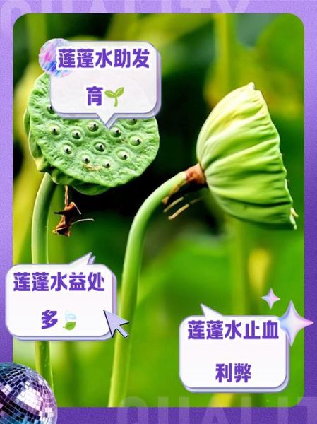 莲蓬孕妇能吃吗_莲蓬对孕妇的好处与禁忌-第1张图片-星辰妙记 莲蓬孕妇能吃吗_莲蓬对孕妇的好处与禁忌-第1张图片-星辰妙记