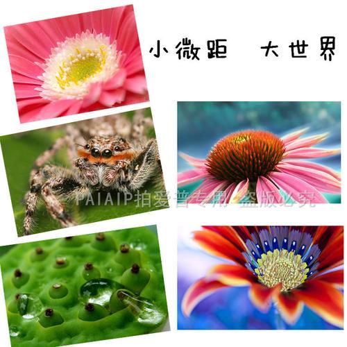 微距镜头怎么拍_微距镜头虚化背景技巧-第3张图片-星辰妙记 微距镜头怎么拍_微距镜头虚化背景技巧-第3张图片-星辰妙记