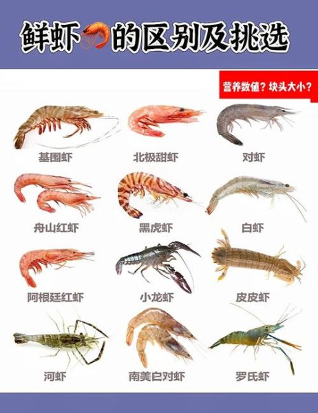 孕妇可以吃生虾吗_孕期吃生虾的风险-第3张图片-星辰妙记 孕妇可以吃生虾吗_孕期吃生虾的风险-第3张图片-星辰妙记