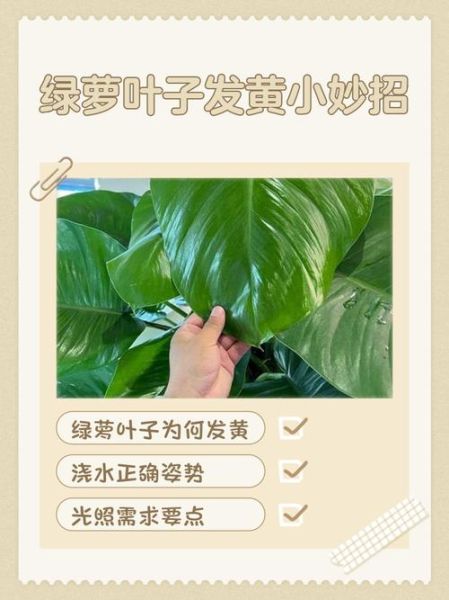 绿萝怎么养才能更旺盛_绿萝叶子发黄怎么办-第1张图片-星辰妙记