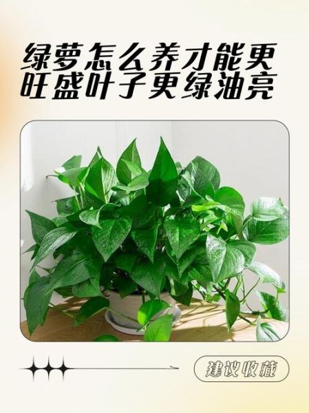 绿萝怎么养才能更旺盛_绿萝叶子发黄怎么办-第3张图片-星辰妙记