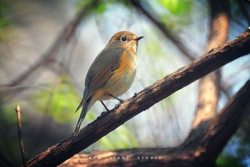 三阳折返镜头怎么样_三阳折返镜头值得买吗-第1张图片-星辰妙记 三阳折返镜头怎么样_三阳折返镜头值得买吗-第1张图片-星辰妙记
