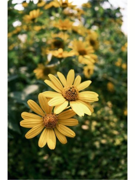 75-300镜头适合拍什么_如何拍出清晰远景-第3张图片-星辰妙记 75-300镜头适合拍什么_如何拍出清晰远景-第3张图片-星辰妙记