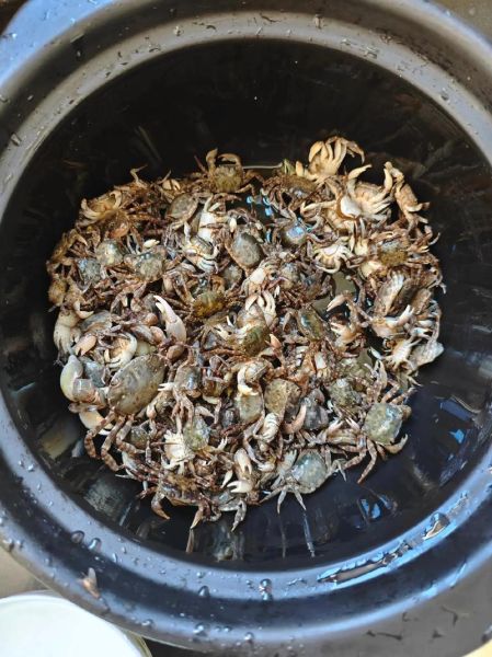 海边捉螃蟹技巧_去海边怎么抓螃蟹-第3张图片-星辰妙记