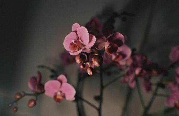 25mm镜头适合拍什么_25mm镜头虚化效果好吗-第2张图片-星辰妙记 25mm镜头适合拍什么_25mm镜头虚化效果好吗-第2张图片-星辰妙记