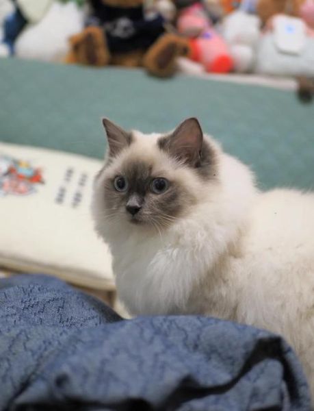 25mm镜头适合拍什么_25mm镜头虚化效果好吗-第3张图片-星辰妙记 25mm镜头适合拍什么_25mm镜头虚化效果好吗-第3张图片-星辰妙记