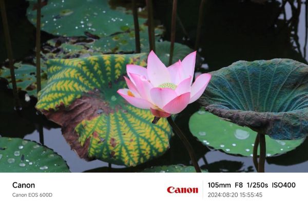 佳能75-300镜头怎么样_适合拍什么题材-第1张图片-星辰妙记